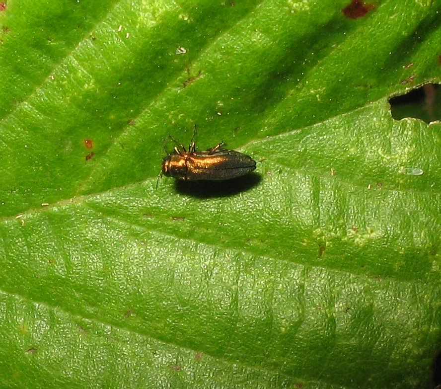 Carrellata di Anthaxia, Agrilus e Acmaeoderella